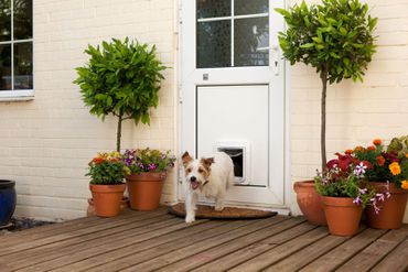 Top 3 Smart Home Devices for Pets